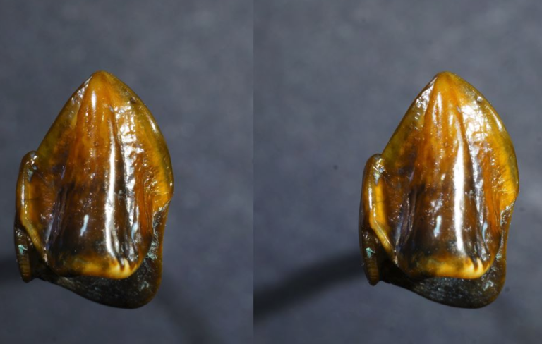 Mysterious Human Teeth May Rewrite Human History