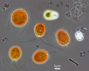 extremophile bacteria