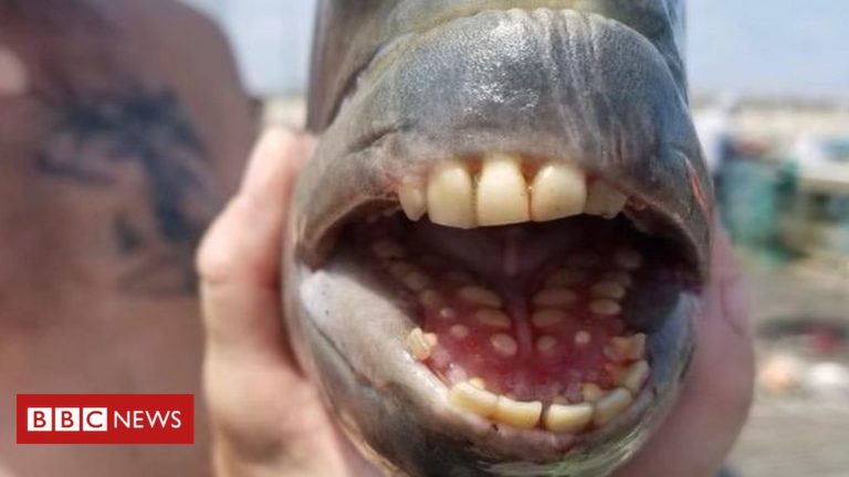 Fish with human teeth found in North Carolina