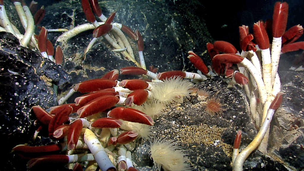Giant tubeworms in the Pacific Ocean