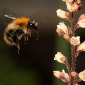 Bumblebee try to drink nectar from a flower